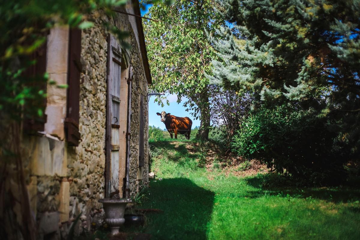 Bien-être animal : l'Afrique peut-elle définir ses propres critères ?