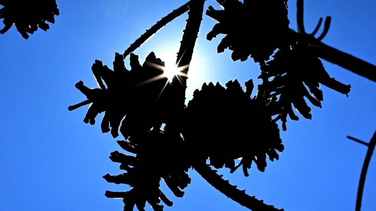 Canicule en Europe : l'été 2026, un avertissement pour l'Afrique sahélienne